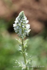Tlemcen  Flore sauvage de la région de Mefrouche