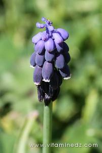 Tlemcen  Flore sauvage de la région de Mefrouche