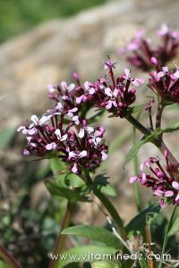 Tlemcen  Flore sauvage de la région de Mefrouche