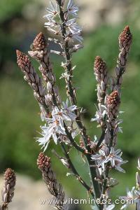 Tlemcen  Flore sauvage de la région de Mefrouche