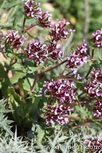 Tlemcen  Flore sauvage de la région de Mefrouche