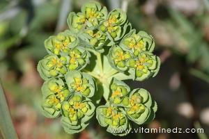 Tlemcen  Flore sauvage de la région de Mefrouche