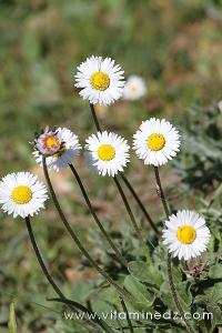 Tlemcen  Flore sauvage de la région de Mefrouche