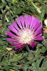 Tlemcen  Flore sauvage de la région de Mefrouche