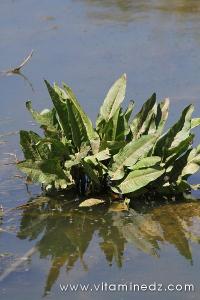 Tlemcen  Flore sauvage de la région de Mefrouche