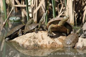 Tlemcen, une faune sauvage pas très loin de chez vous (Tortue des marais)