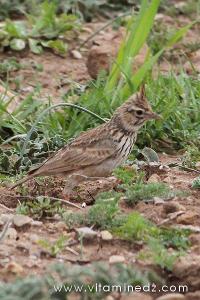 Tlemcen, une faune sauvage pas très loin de chez vous