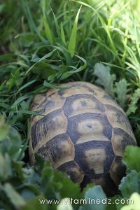 Tlemcen, une faune sauvage pas très loin de chez vous