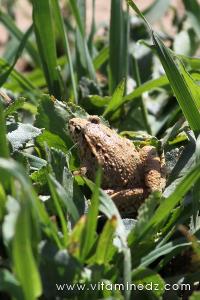 Tlemcen, une faune sauvage pas très loin de chez vous