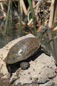 Tlemcen, une faune sauvage pas très loin de chez vous