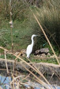 Tlemcen, une faune sauvage pas très loin de chez vous