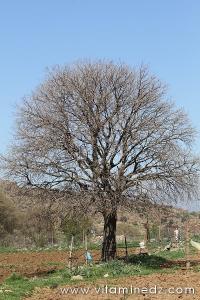Les arbres en Algérie  un patrimoine en péril