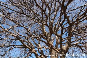 Les principaux végétaux forestiers d\'algérie