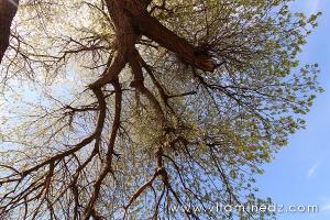 « Des forêts et des arbres pour le développement durable de l’Algérie…. » Par Karim Tedjani.