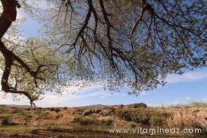 La flore et la faune d\'Algérie regroupe un certain nombre d\'espèces végétales et animales.