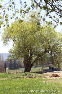 Les arbres en Algérie  un patrimoine en péril