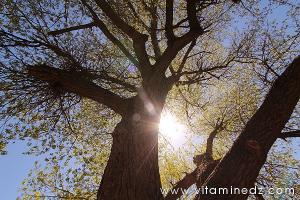 Les arbres en Algérie  un patrimoine en péril