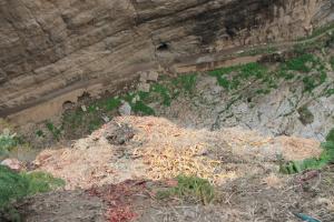 Constantine - Déchets d’un abattoir avicole clandestin sur les berges du Rhumel