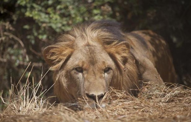 Afrique - Le lion abyssinien d'Ethiopie menacé par la destruction de son habitat
