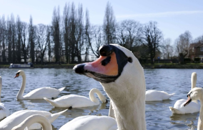 Planète - Le massacre des cygnes new-yorkais n’aura (peut-être) pas lieu