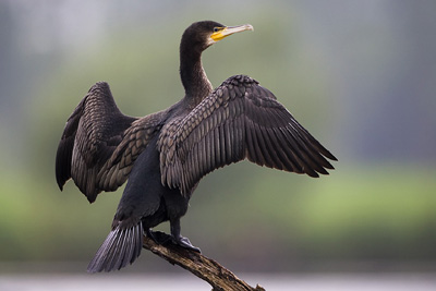 Mila - Le grand cormoran en grand nombre sur le plan d’eau du barrage de Béni Haroun