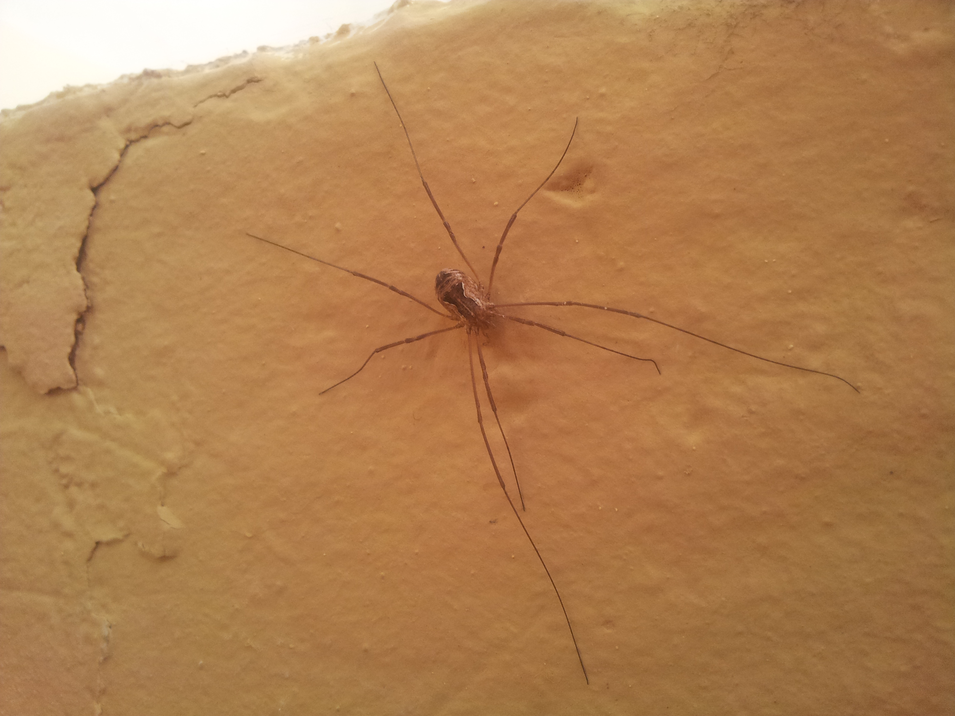 De quelle araignée il s'agit?