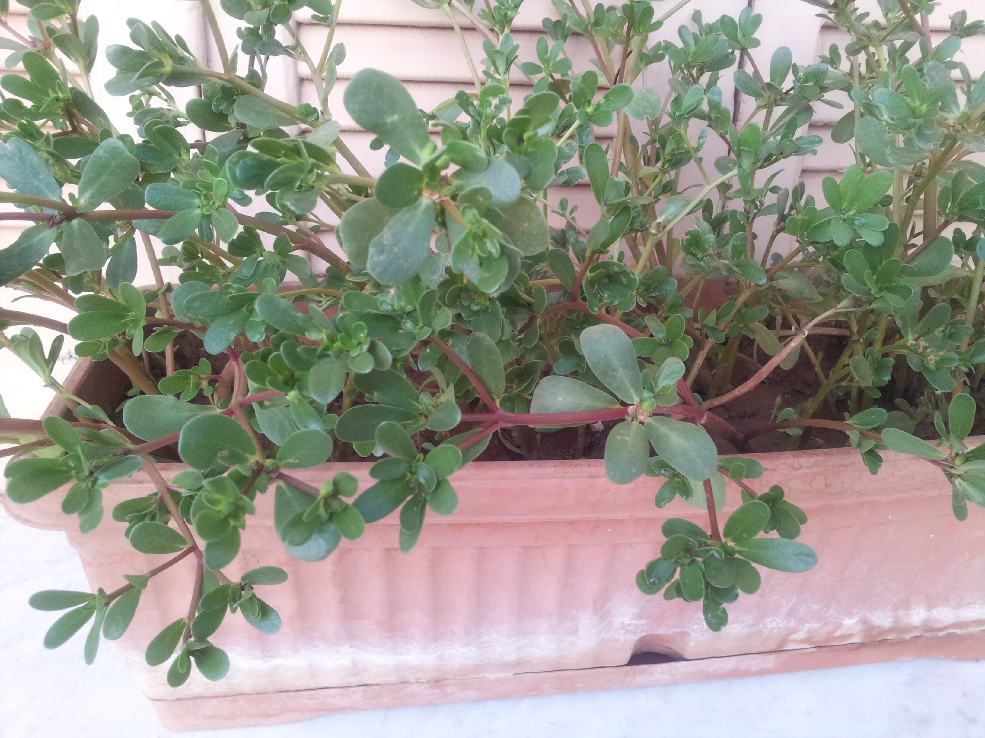 Le Pourpier, Pourpier maraîcher ou Porcelane (Portulaca oleracea)