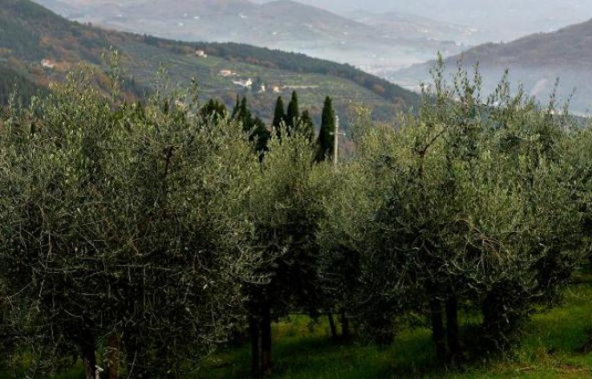 Planète - Bruxelles sonne l'alerte contre une bactérie tueuse d'oliviers