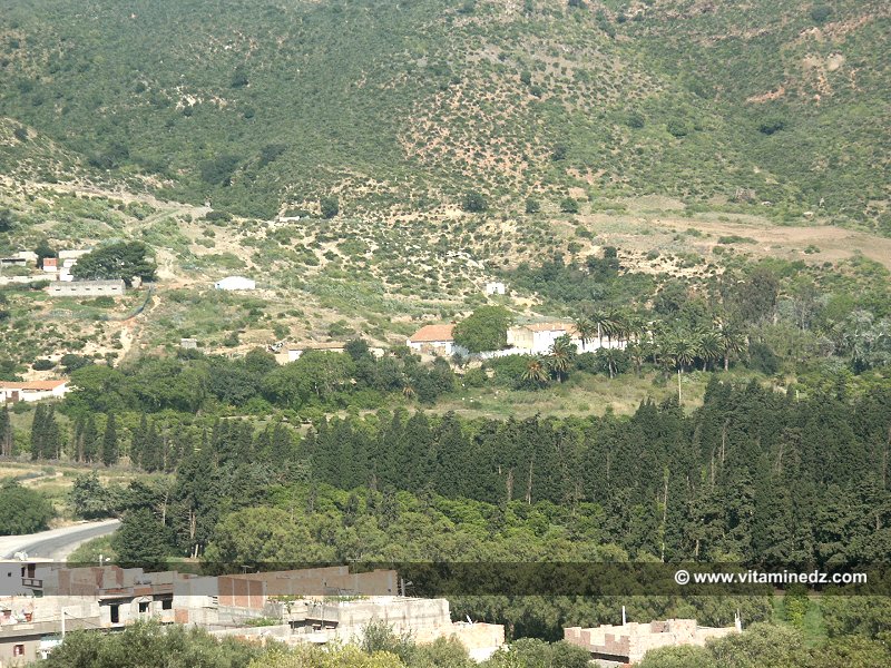 Ferme Coloniale a Beni Ghanam (Wilaya Aïn Témouchent)