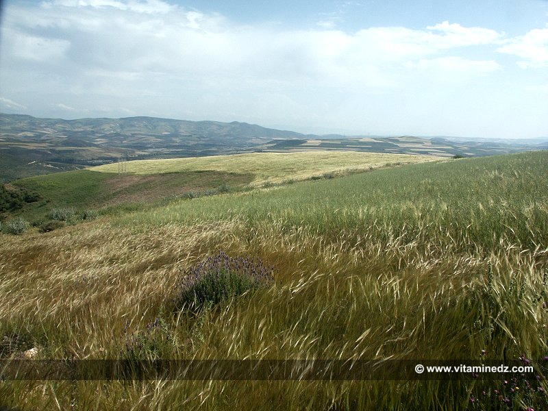 Sur les traces du Mausolée royal  de Syphax roi de Siga (Wilaya Aïn Témouchent)