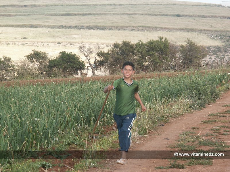 Enfant d'el Bradej, Béni Saf, région agricole