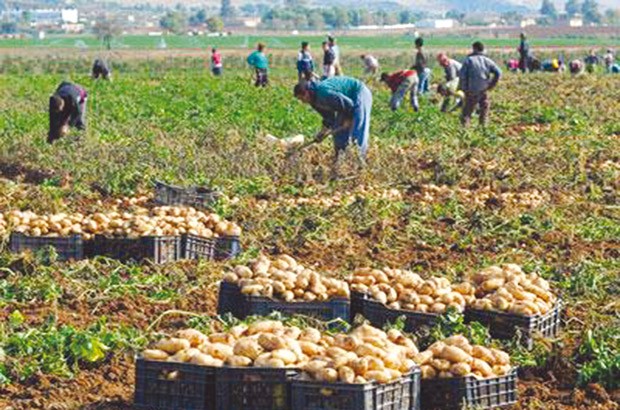 Algérie - Agriculture:  Un expert dresse un tableau noir du secteur