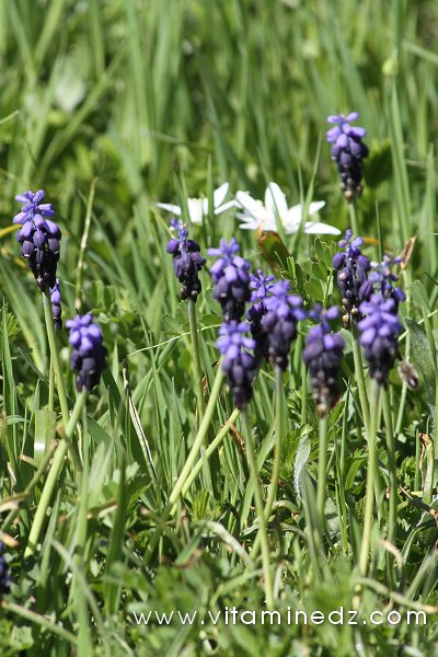 Tlemcen  Flore sauvage de la région de Mefrouche