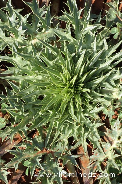 Tlemcen  Flore sauvage de la région de Mefrouche