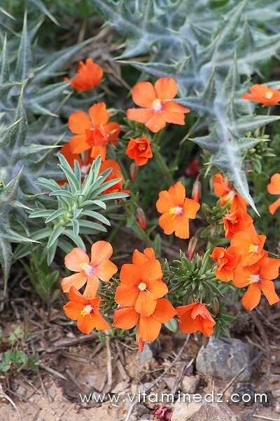 Tlemcen  Flore sauvage de la région de Mefrouche