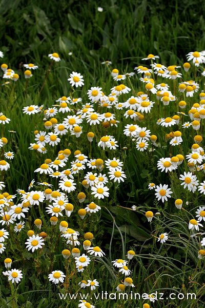 Tlemcen  Marguerites sauvages de la région de Mefrouche