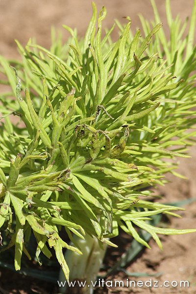 Tlemcen  Flore sauvage de la région de Mefrouche