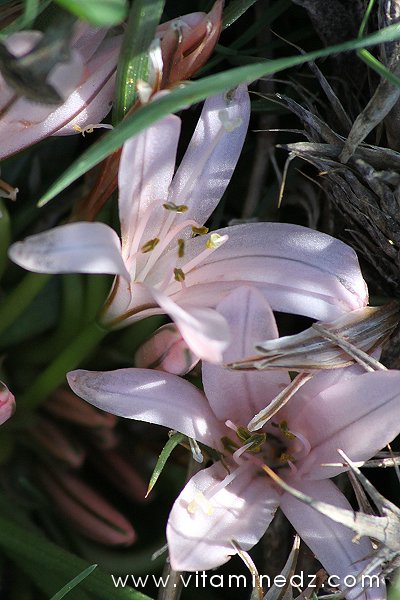 Tlemcen  Flore sauvage de la région de Mefrouche