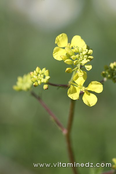 Tlemcen  Flore sauvage de la région de Mefrouche