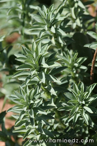 Tlemcen  Flore sauvage de la région de Mefrouche