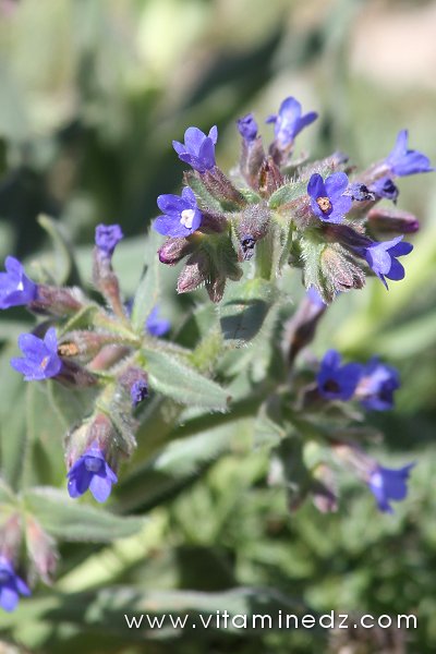Tlemcen  Flore sauvage de la région de Mefrouche