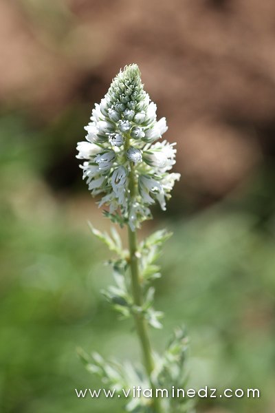 Tlemcen  Flore sauvage de la région de Mefrouche