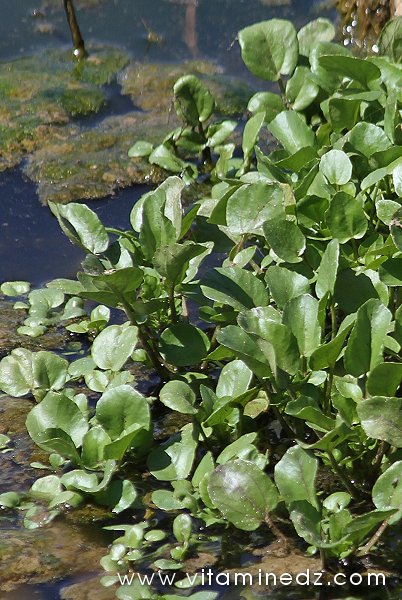 Tlemcen  Flore sauvage de la région de Mefrouche