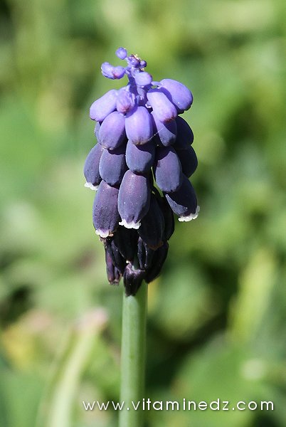 Tlemcen  Flore sauvage de la région de Mefrouche