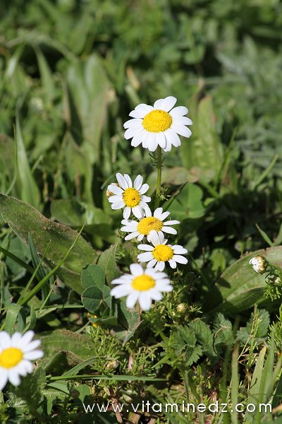 Tlemcen  Flore sauvage de la région de Mefrouche