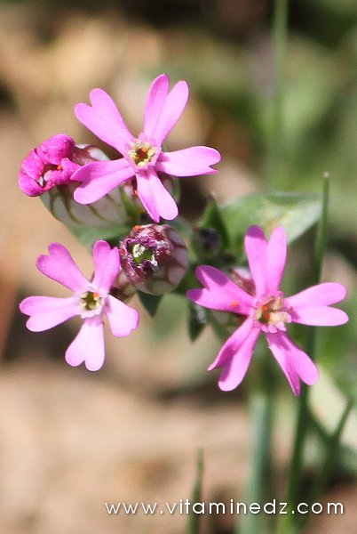 Tlemcen  Flore sauvage de la région de Mefrouche