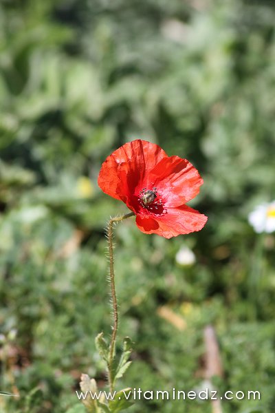 Tlemcen  Flore sauvage de la région de Mefrouche