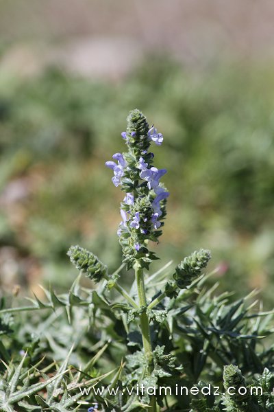 Tlemcen  Flore sauvage de la région de Mefrouche