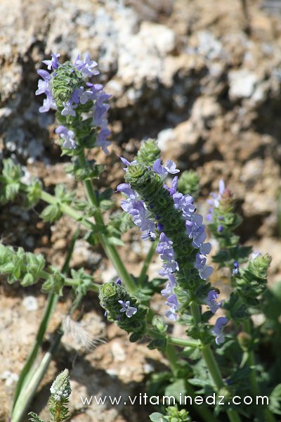 Tlemcen  Flore sauvage de la région de Mefrouche