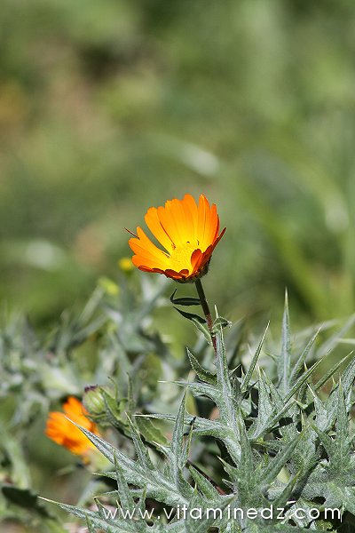 Tlemcen  Flore sauvage de la région de Mefrouche